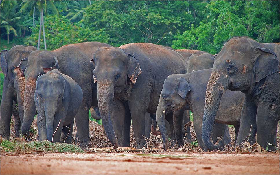 Sri Lanka Sri Lanka