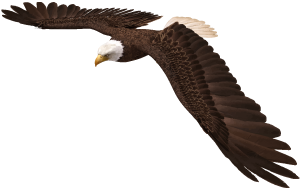 Eagle Eagle