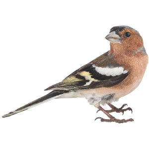 Chaffinch-class