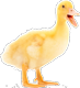 Duckling