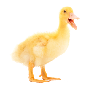 Duckling-class