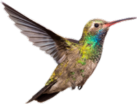 Hummimgbird
