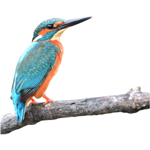 Kingfisher-class