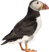 Puffin