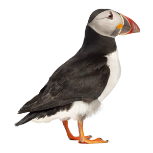 Puffin-class