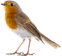 Robin