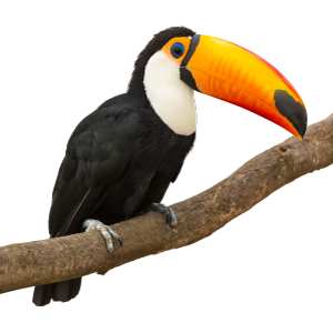 Toucan-class Toucan-class